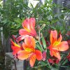 Botanischer Garten